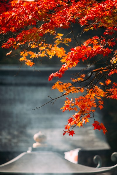 The tree of autumn
